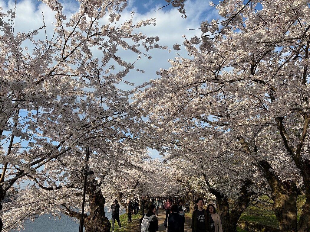 弘前さくら