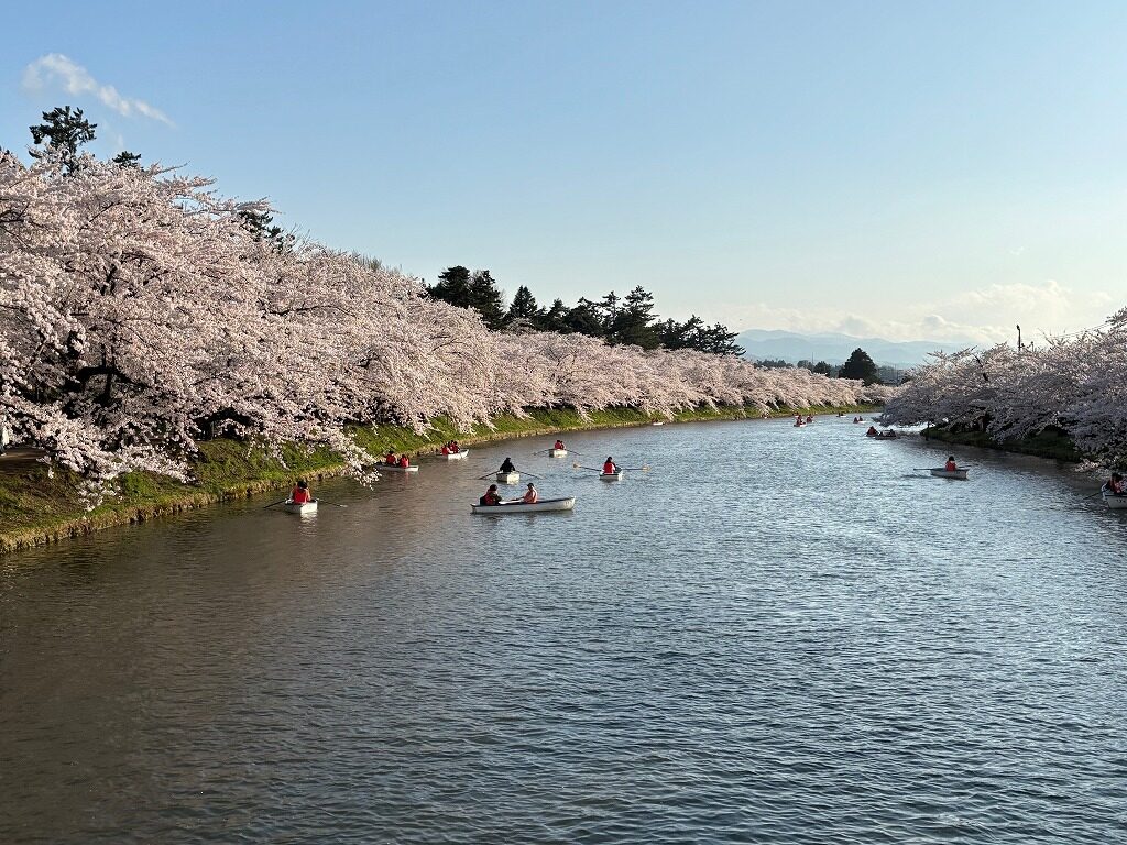 弘前さくら