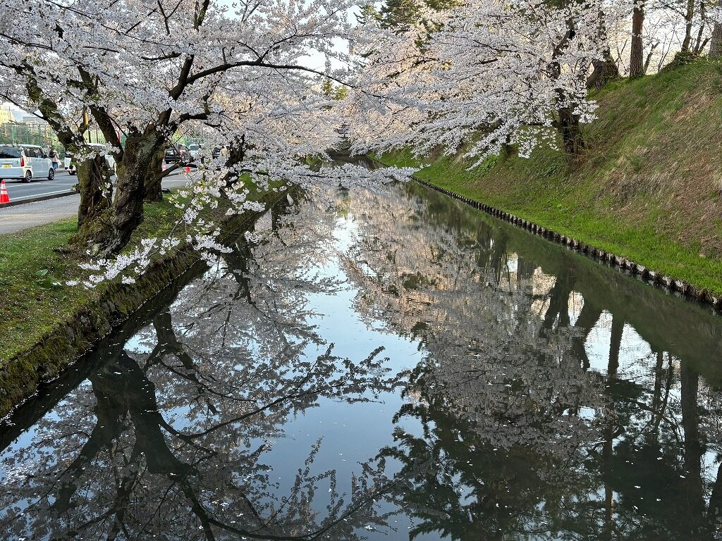 弘前さくら