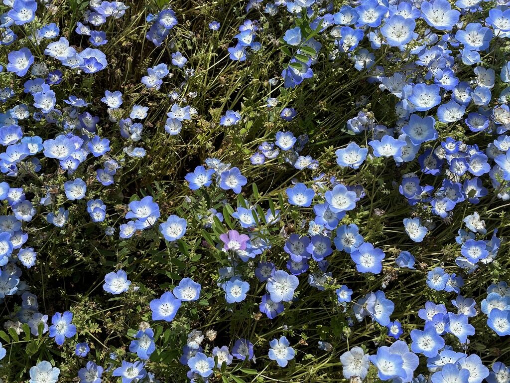 ひたち海浜公園ネモフィラ