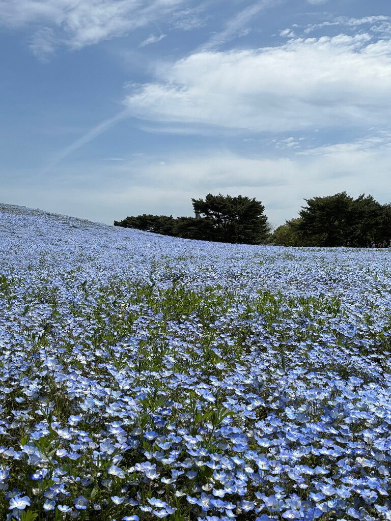ひたち海浜公園ネモフィラ