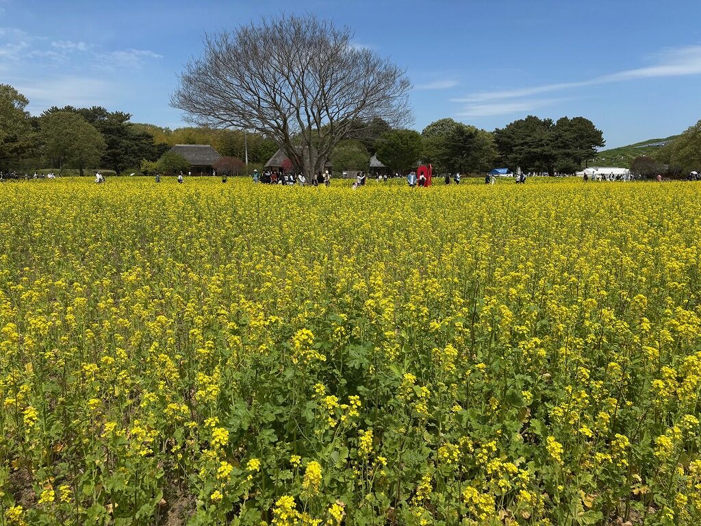 ひたち海浜公園ネモフィラ