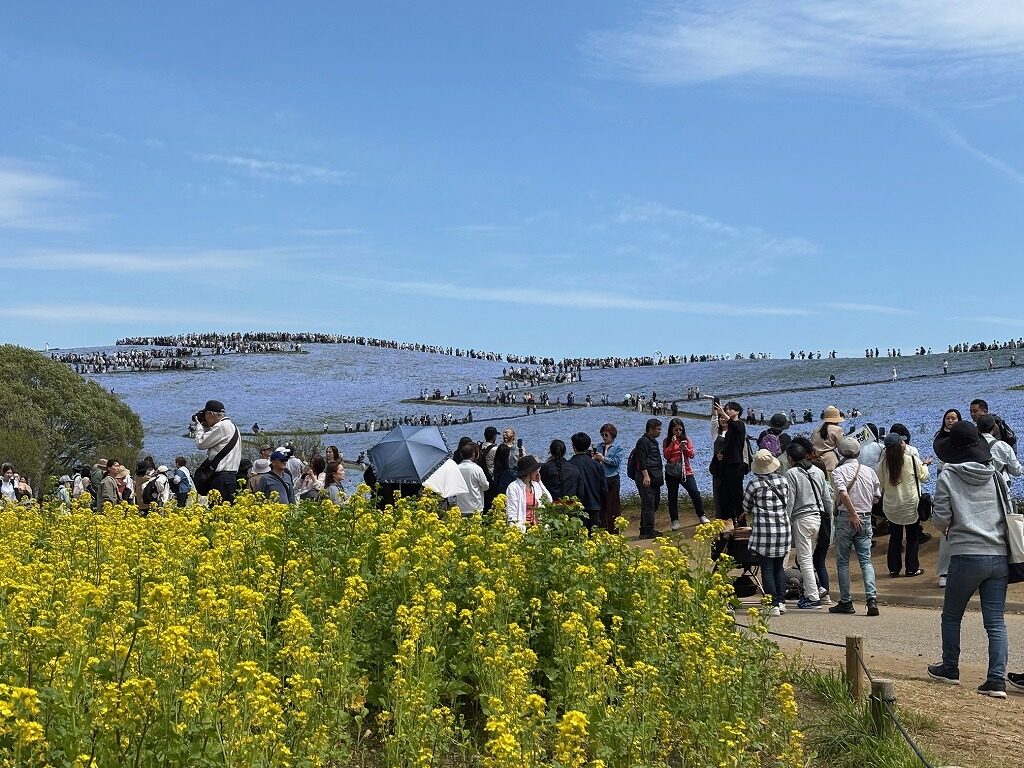 ひたち海浜公園ネモフィラ