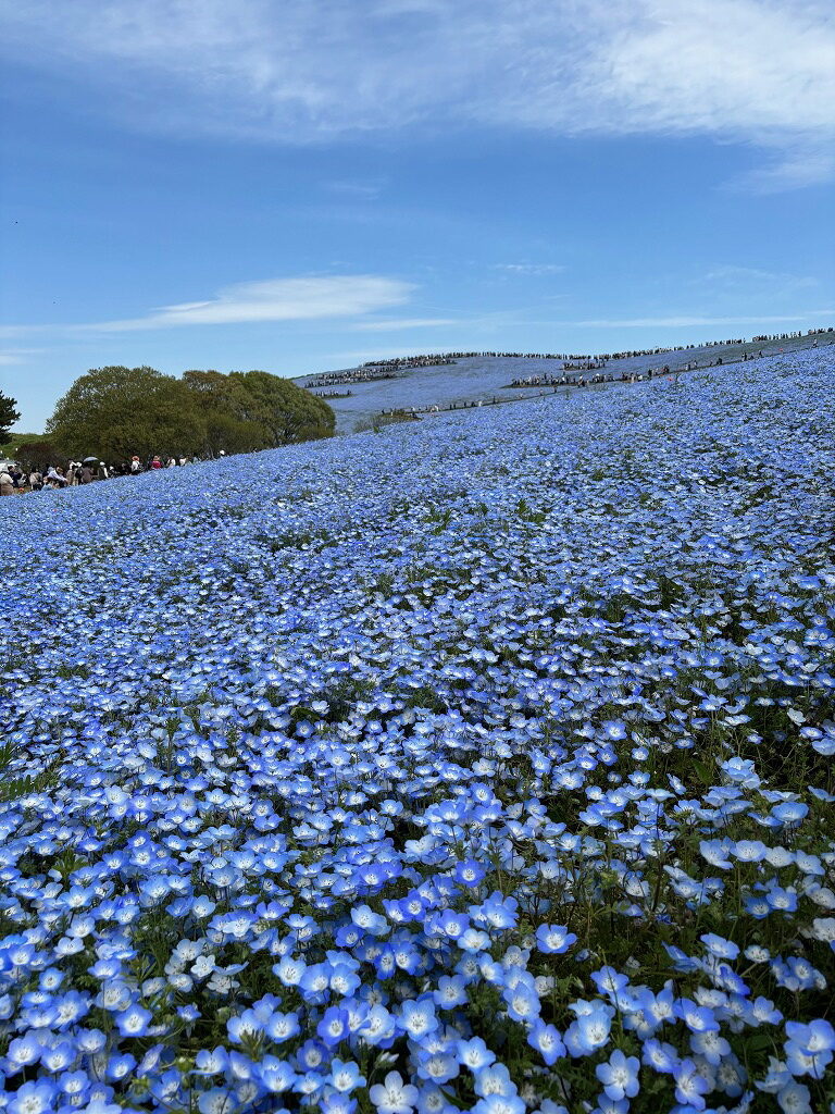 ひたち海浜公園ネモフィラ