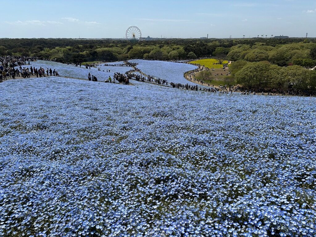 ひたち海浜公園ネモフィラ