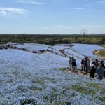 ひたち海浜公園ネモフィラ