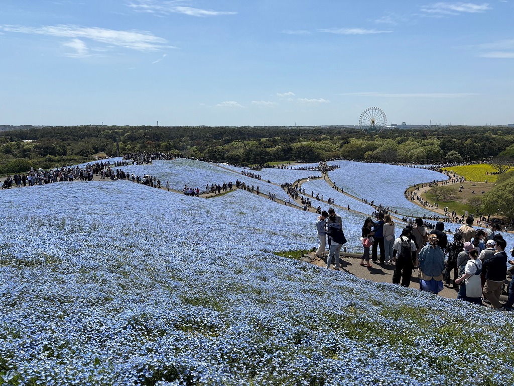 ひたち海浜公園ネモフィラ