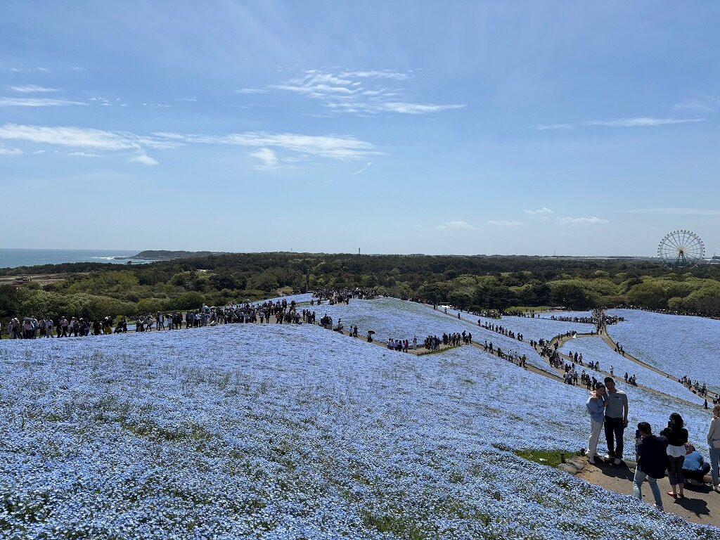 ひたち海浜公園ネモフィラ