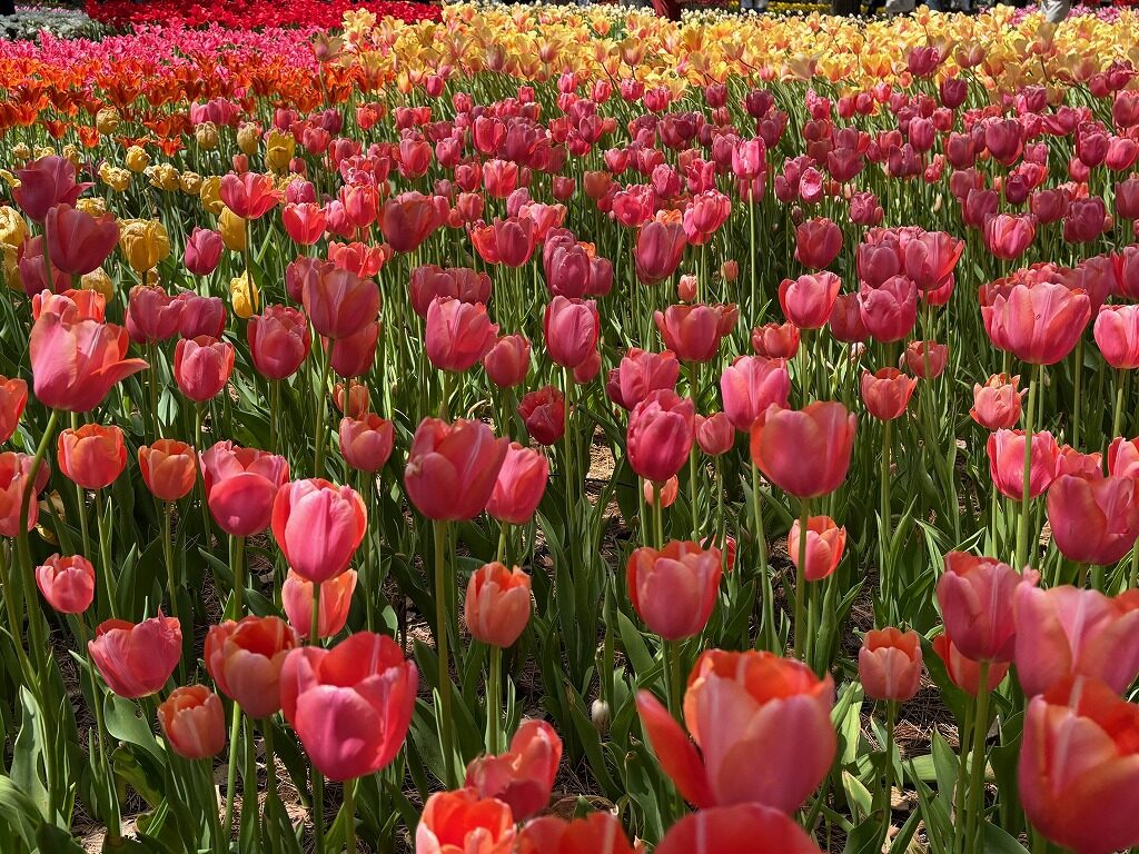 ひたち海浜公園ネモフィラ