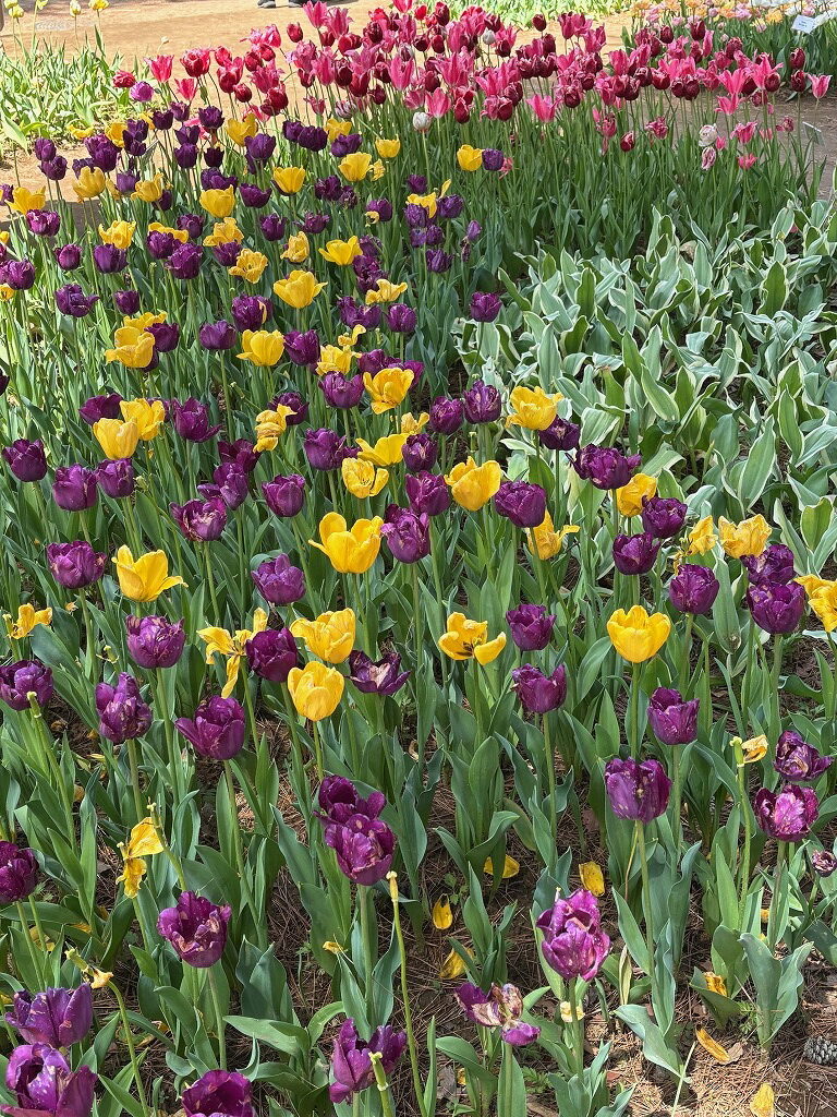 ひたち海浜公園ネモフィラ