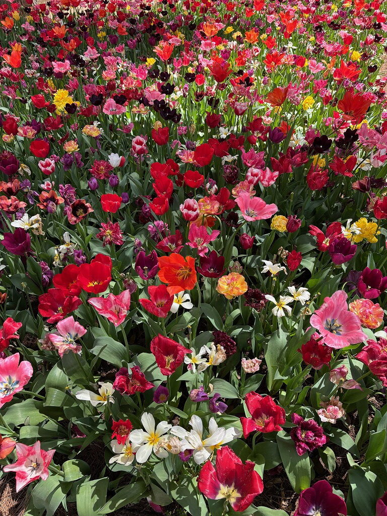 ひたち海浜公園ネモフィラ