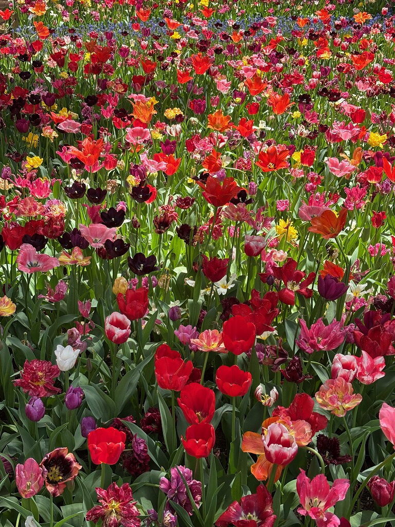 ひたち海浜公園ネモフィラ
