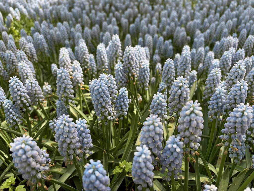 ひたち海浜公園ネモフィラ