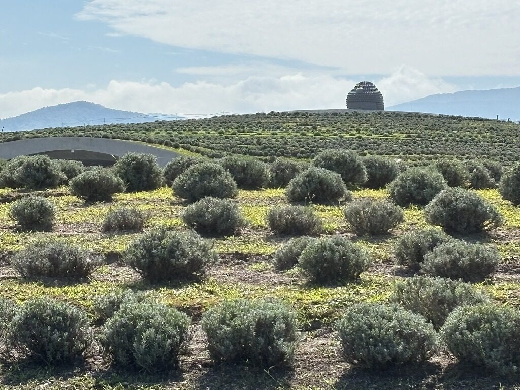 頭大仏